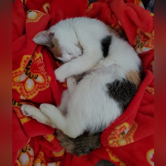 Cat Friendly Closet - Picture 3 of 6